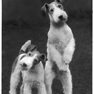 : Fox Terriers