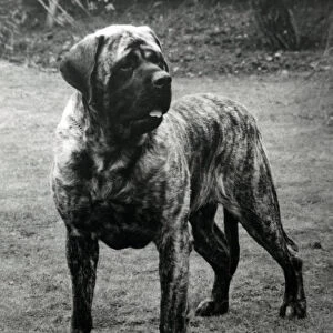 Mastiff - Forefoot Prince of Darkness