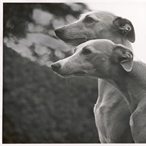 : Whippets