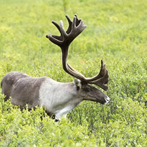 Adult Male Caribou Foraging Amongst Willow Brush, Alaska