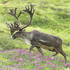 Adult Male Caribou On Hillside With Wildflowers In The Foreground, Alaska