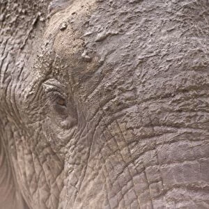 African Elephant (Loxodonta Africana), Arathusa Safari Lodge, Sabi Sand Reserve, Mpumalanga, South Africa, Africa