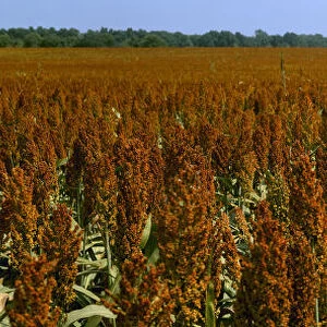 Agriculture - Crop of mid mature grain sorghum (milo), ready for harvest / Des Arc, Arkansas, USA