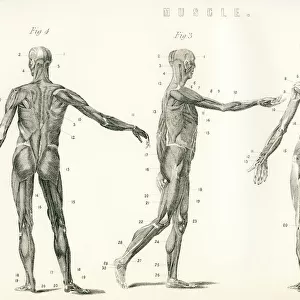 Anatomical Study Of Muscle In The Human Body. From The National Encyclopaedia, Published C. 1890