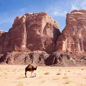 Baby Camel And Mother; Wadi Rum, Jordan