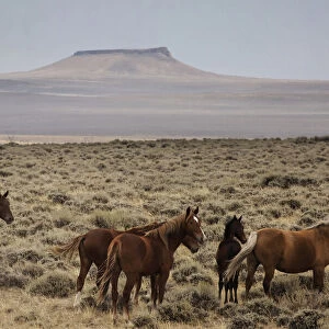 Band of wild horses roam the wide open spaces in western Wyoming, USA