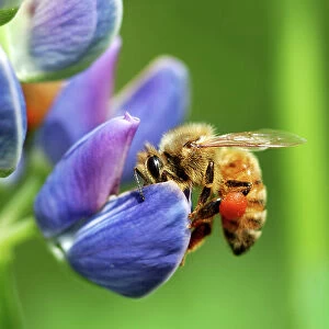 A bee visiting a lupine (Lupinus) flower in the springtime. The orange wad of pollen in the bee's pollen basket is from lupine flowers. The bee takes both pollen and nectar from the flowers and pollinates the plant in turn