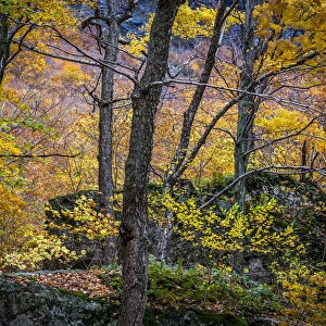 Boulders and Trees in Forest in Autumn, Smugglers Notch, Lamoille County, Vermont, USA