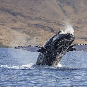 Breaching Humpback whale, Megaptera novaeangliae, Hawaii, USA