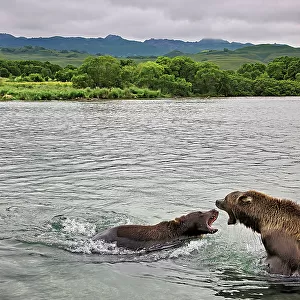 Brown bears competing for salmon in Kuril Lake
