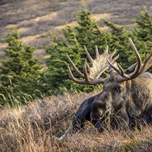 Bull moose in rut, Alaska, USA