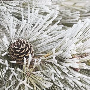 Calgary, Alberta, Canada; Frost Covered Pine Needles And A Pine Cone