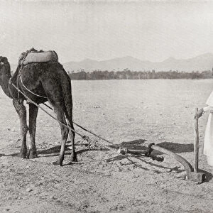 A Camel Plow Being Used In Algiers, Algeria, North Africa, In The Early 20Th Century. From The Living Animals Of The World, Published C. 1920