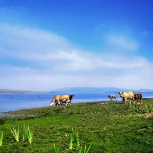 Carrowmore Lake, County Mayo, Ireland, Cattle