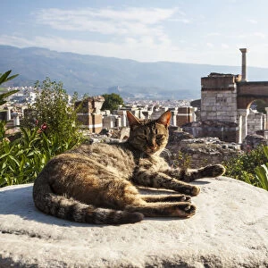 A Cat Lays In The Sun On A Rock At The Ruins Of Saint Johns Basilica And The Tomb Of Saint John; Ephesus, Izmir, Turkey