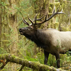 Close Up Of An Bull Roosevelt Elk Bugling In The Hoh Rainforest, Olympic Peninsula, Washington, USA