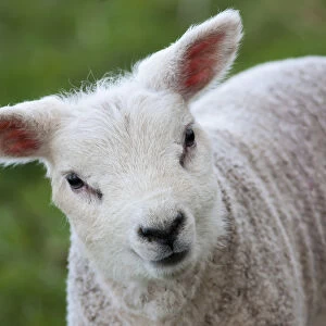 Close up of a lamb; Northumberland england