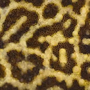 Close Up Of Leopard Gecko Skin Patterns