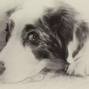Close-up black and white portrait of an Australian Shepherd's face