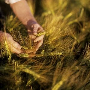 Close-Up Of A Farmers Hands Examining Barley Crop In A Field, Republic Of Ireland