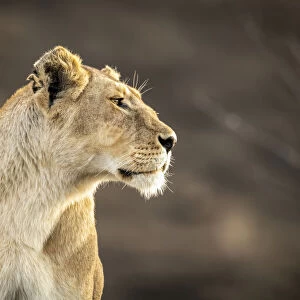 Close-up of lioness sitting with blurred background