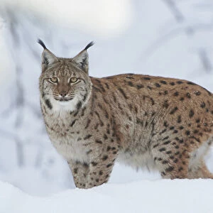 Close-up portrait of a Eurasian lynx (Lynx lynx) on a snowy winter day, Bavarian Forest, Bavaria, Germany