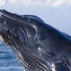 Closeup Of Humpback Whale Breaching In Inside Passage W / Fairweather Range Southeast Alaska Summer