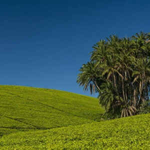 Collection Of Palm Trees Amongst Hills Covered In Tea Bushes, Satemwa Tea Estate; Thyolo, Malawi
