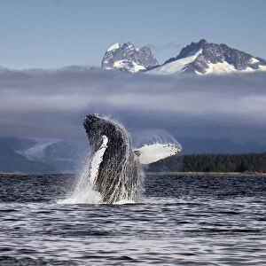 Composite. A Humpback Whale Breaches, Leaping From Lynn Canal In Alaskas Inside Passage, Near Juneau. Herbert Glacier And Snowcapped Mountains Of Coastal Range Beyond, Tongass National Forest