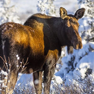 Cow moose in fresh snow, Alaska, USA