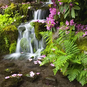 Crystal Springs Rhododendron Garden, Portland, Oregon, USA