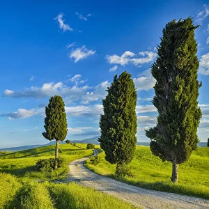 Cypress trees along country road, through green fields. Pienza, Val d┼¢Orcia, Siena Province, Tuscany, Italy