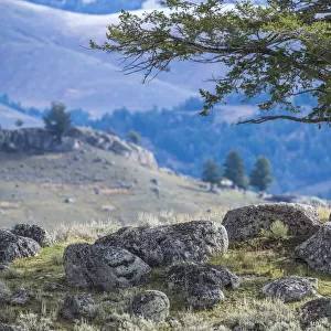 Douglas fir growing from a rock in Lamar Valley in Yellowstone National Park, USA