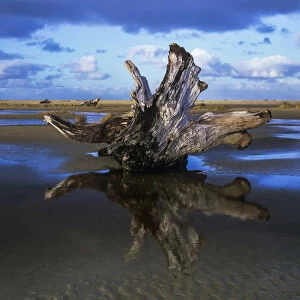 Driftwood Found Near Siltcoos Beach; Florence, Oregon, United States Of America