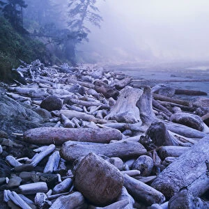 Driftwood Piles Deeply At North Cove; Charleston, Oregon, United States Of America