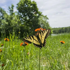 Eastern Tiger Swallowtail (Papilio Glaucus) Butterfly Resting On Flowers; Ontario, Canada