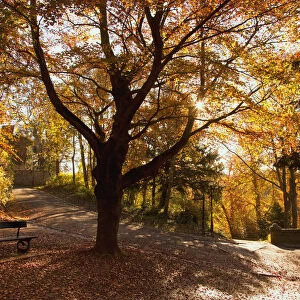 Fallen Leaves Cover The Ground Where A Park Bench Sits Under A Tree In Autumn; Durham, England