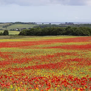 A Field With An Abundance Of Red Flowers And A View Of The Ocean; Bamburgh, Northumberland, England