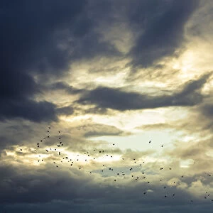A flock of birds flying through illuminated clouds in the sky