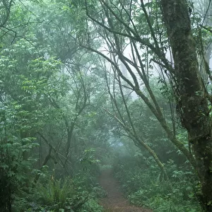 A Foggy Hiking Trail At Cape Perpetua; Yachats, Oregon, United States Of America