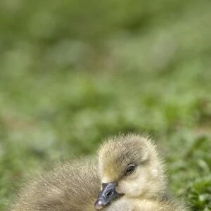 Fuzzy Gosling