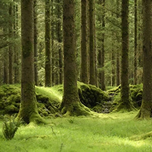 Gougane Barra National Forest Park in West Cork, Ireland