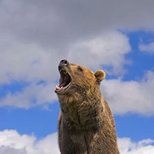 Grizzly Bear Roaring