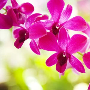 Hawaii, Closeup Of Orchid Lei