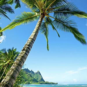 Hawaii, Kauai, Tunnels Beach, Palm Tree On The Beach