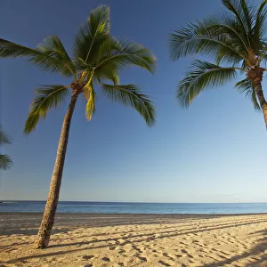 Hawaii, Lanai, Hulopoe Beach, Tall palm trees on a beautiful beach