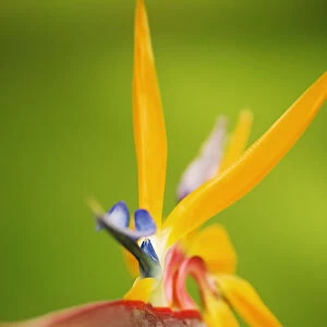 Hawaii, Maui, Bird Of Paradise Blossom