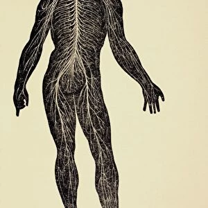 The Human Nervous System. From Virtues Household Physician, Published London 1924