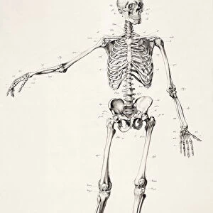 Human skeleton. Full body. After a 19th century work