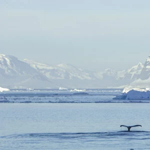 Humpback whale fluke surfacing in the water of the Southern Ocean, Antarctic Peninsula, Antarctica